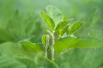 Tender fragile sprouts of soybean crops close-up in the field. Selective focus.