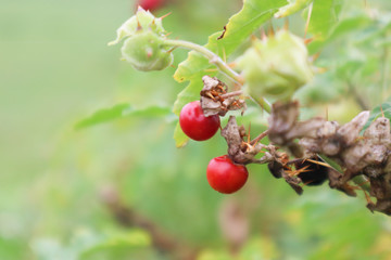 Obraz premium red berries on branch of tree