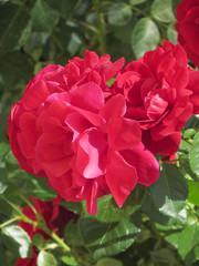 Bright red roses are buried in green foliage against a blue sky.