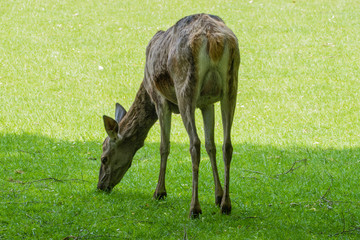 Naklejka na ściany i meble Deer cow grazing in the meadow