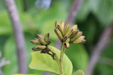 bud of flower