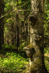 old birch in the forest