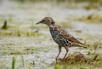 European Starling - Sturnus vulgaris, beautiful common perching bird from European gardens and forests, Hortobaby National Park, Hungary.