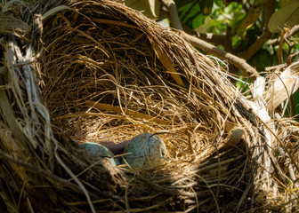 birds nest