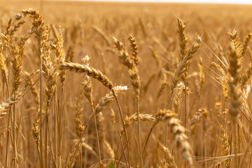 Fototapeta premium Campo cultivo trigo