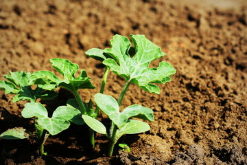 young watermelon seedlings growing on the vegetable bed