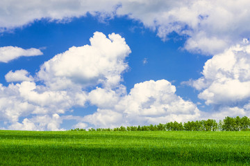 picturesque view of trees growing on green field with white fluffy clouds on blue sky at sunny day