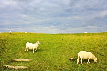 Obraz premium Sheeps on the grass
