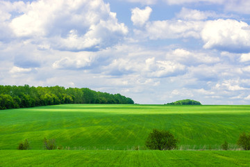 Fototapeta premium picturesque view of trees growing on green field with white fluffy clouds on blue sky at sunny day