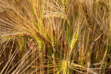 ears of wheat in the field