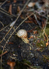 snail