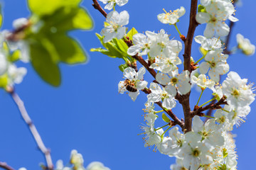 Bee on apple blossom; closeup of a beautiful spring apple tree against blue sky, shallow field - Image