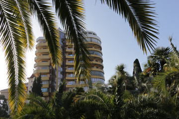 Fototapeta na wymiar Green palm tree on blue sky background and modern building