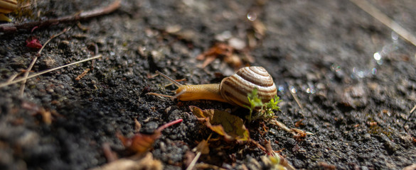 snail