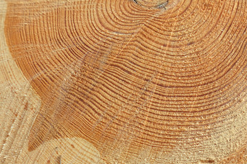 Naklejka premium Freshly cut tree trunk