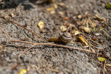 snail