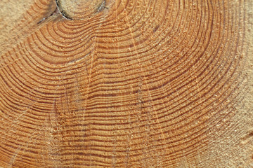 Naklejka premium Freshly cut tree trunk