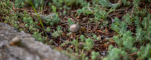 snail