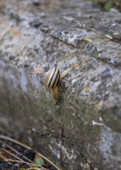 snail