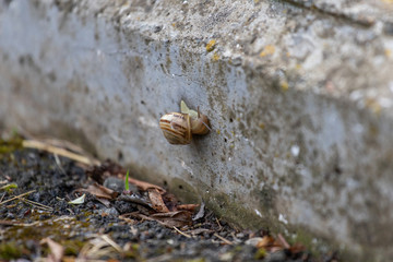snail