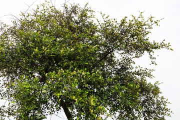 Jujube Tree with White Background