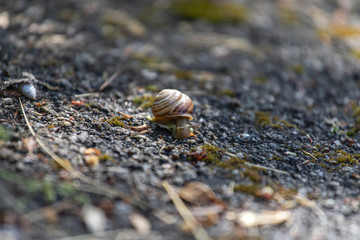 snail