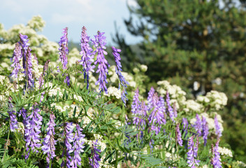 field of purple flowers