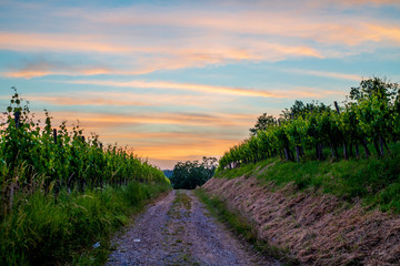 The road between grape fields against the backdrop of a magical sunset