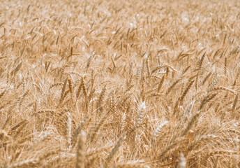wheat spikelets pattern on the field