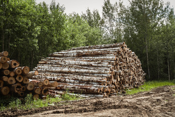 Felling of trees. Destruction of forests. Heap of felled trees.