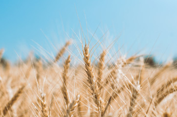 spikelets of wheat on a field on a farm against the backdrop of a clear blue sky
