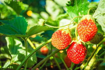 red strawberries growing on a branch