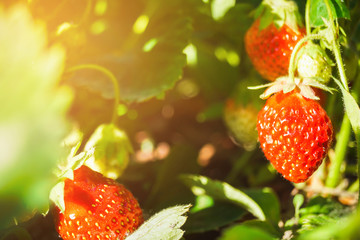 red strawberries growing on a branch