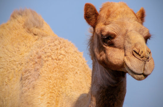 Close up of an african  camel on the blue  background 