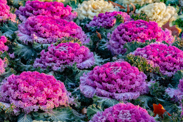 colorful plants in rows in winter