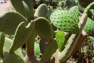 Opuntia, prickly pear, cactus family, Cactaceae Green plant cactus with spines. Indian fig opuntia,...