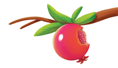 illustration of pomegranate fruit