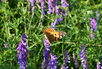 butterfly on a flower