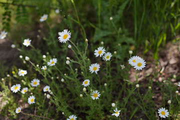 Meadow with green grass and white daisy flowers 