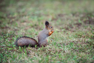 Squirrel with a fluffy tail in the forest on the grass gnawing nut.