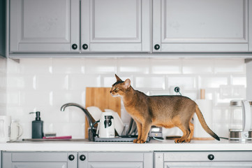 Lovely kitten at kitchen. Abyssinian cat in home interior
