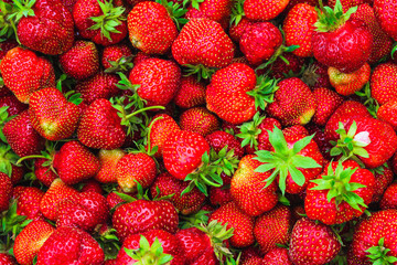 A lot of Red ripe garden strawberry closeup