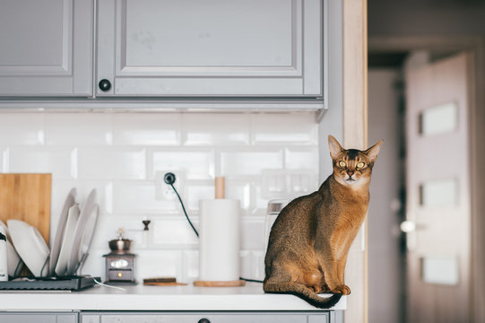Lovely kitten at kitchen. Abyssinian cat in home interior