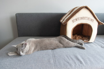 Lovely kitten sleeping on bed.