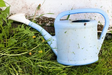 Dirty blue garden watering can on green grass in the garden.