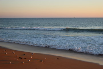Mouettes sur la plage au coucher du soleil (Vendée)