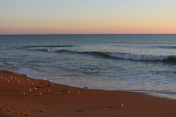 Mouettes au coucher du soleil aux sables d'Olonne