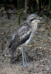 Bush stone-curlew. Latin name - Burhinus grallarius	