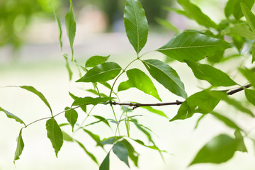 Ash Tree with green leaves and copy space