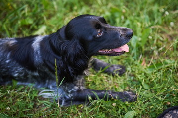 Russian hunting Spaniel lying on the grass, tongue out
